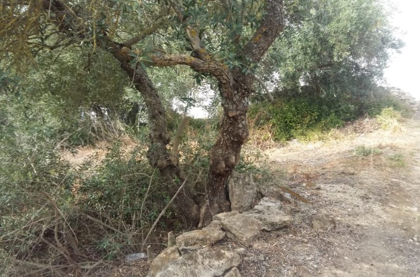 country property ronda MB23719-2 (2)