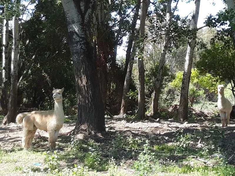 Alpacas in spain