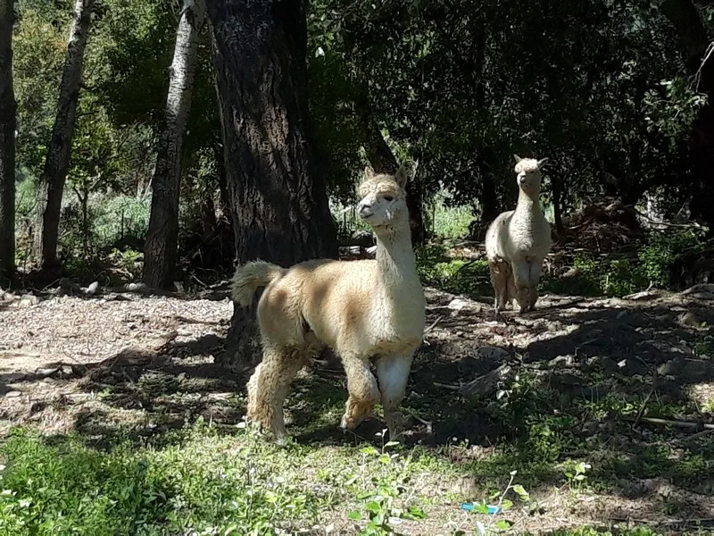 Alpacas in spain