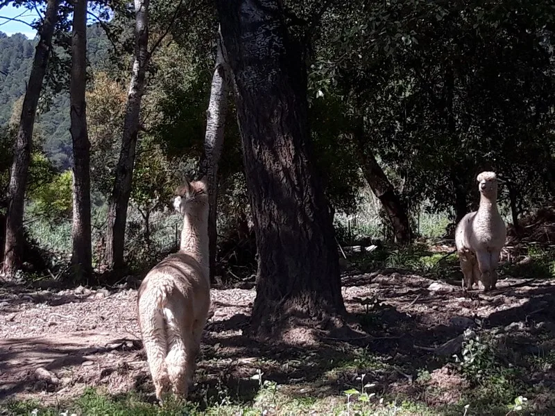 Alpacas in spain