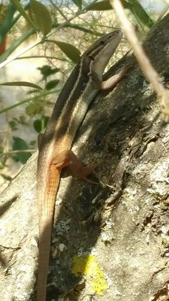 spanish lizards, iberian spiny foot lizard