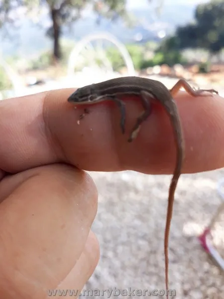 spanish iberian spiny- foot lizar, baby.