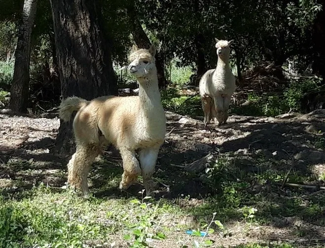 Alpacas in spain